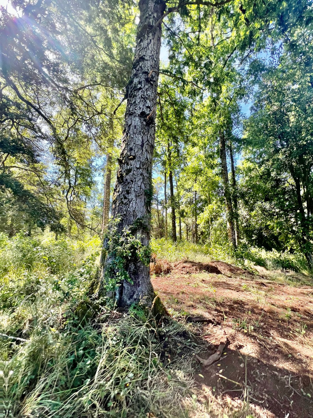 Bosques de Frutillar Parcela R50