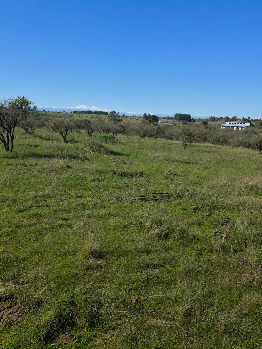 Altos el Peral