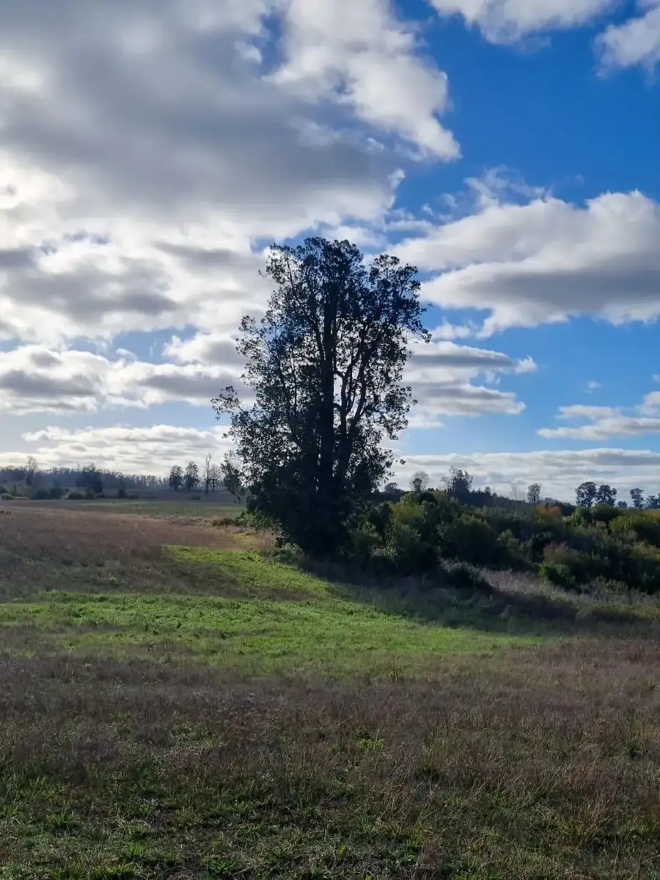 Parcela Vive Osorno, Los Lagos