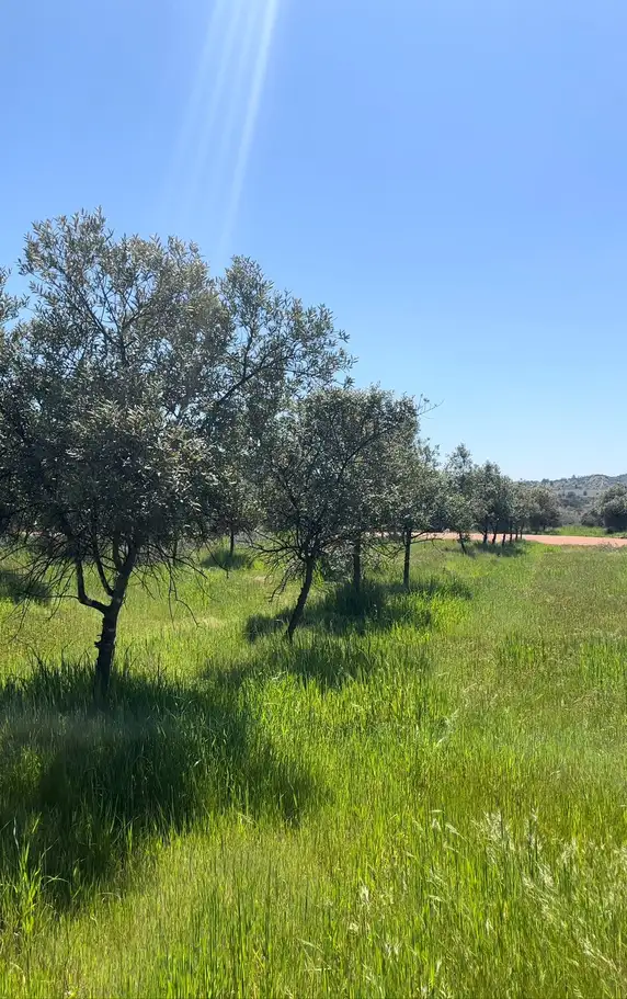 Parcela Olivos de Marchigüe en Marchigüe, O'Higgins — foto 4