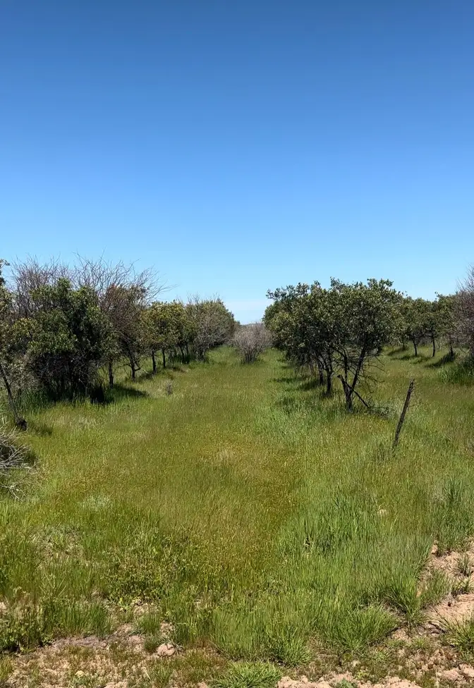Parcela Olivos de Marchigüe en Marchigüe, O'Higgins — foto 5