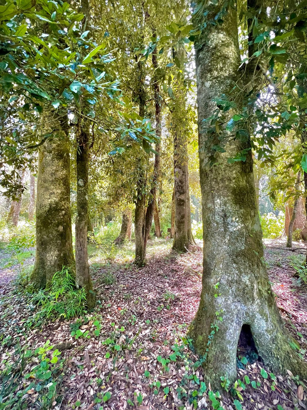 Bosques de Frutillar