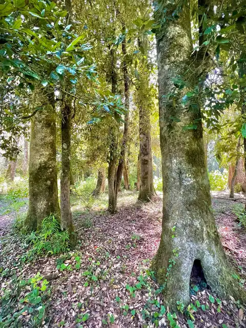 Parcela Bosques de Frutillar, Los Lagos