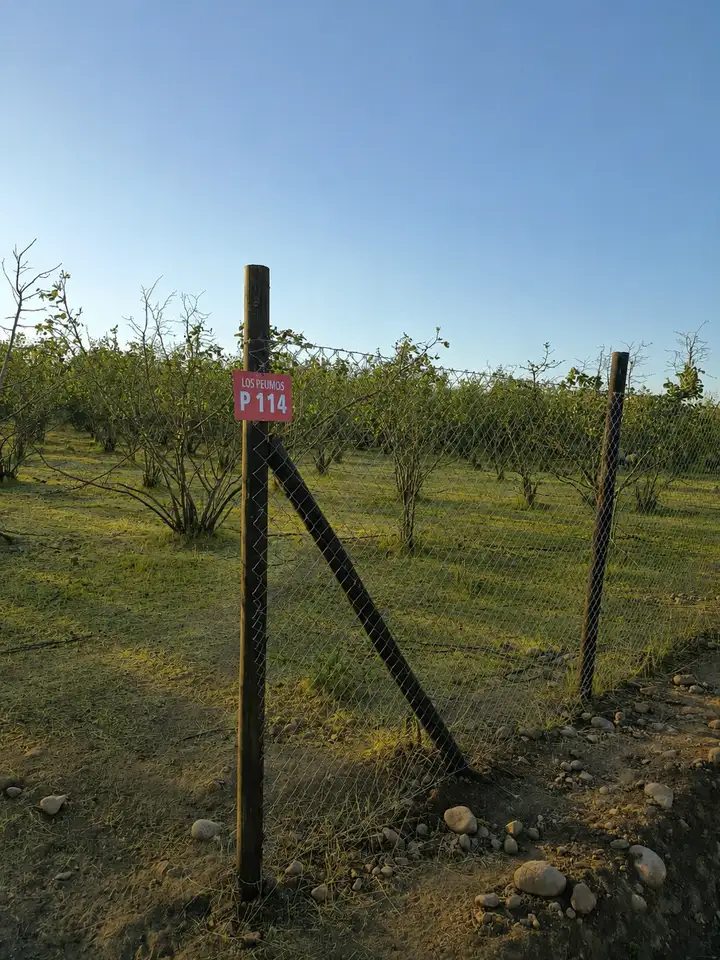 Parcela Proyecto Santa Sofia en Curico, Maule — foto 3