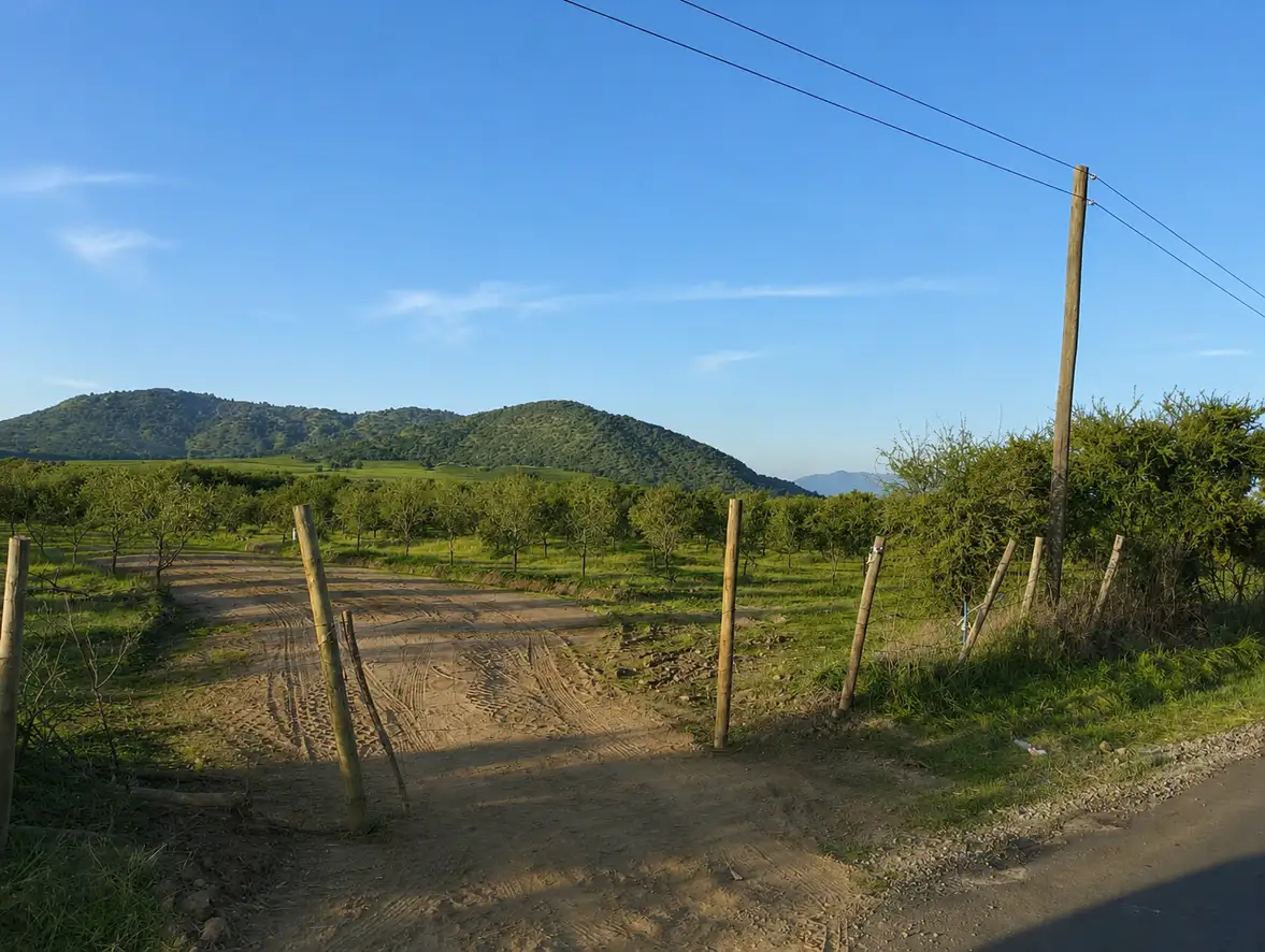 Parcela Olivos de Marchigüe en Marchigüe, O'Higgins — foto 12
