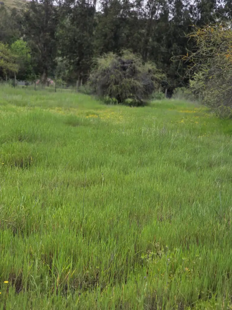 Parcela con Cabaña y Estero en Rauco | 5.000 m² de Naturaleza y Tranquilidad — foto 6