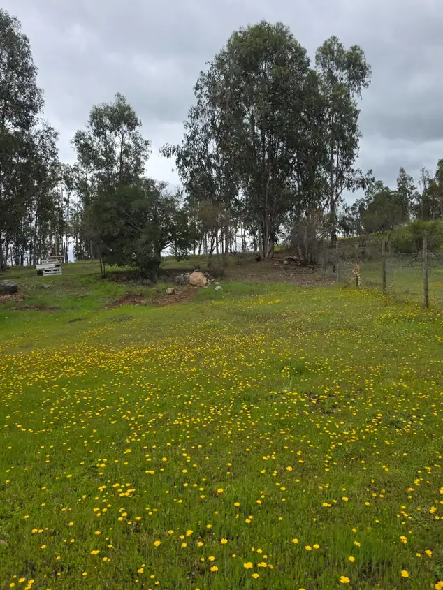 Parcela con Cabaña y Estero en Rauco | 5.000 m² de Naturaleza y Tranquilidad — foto 12