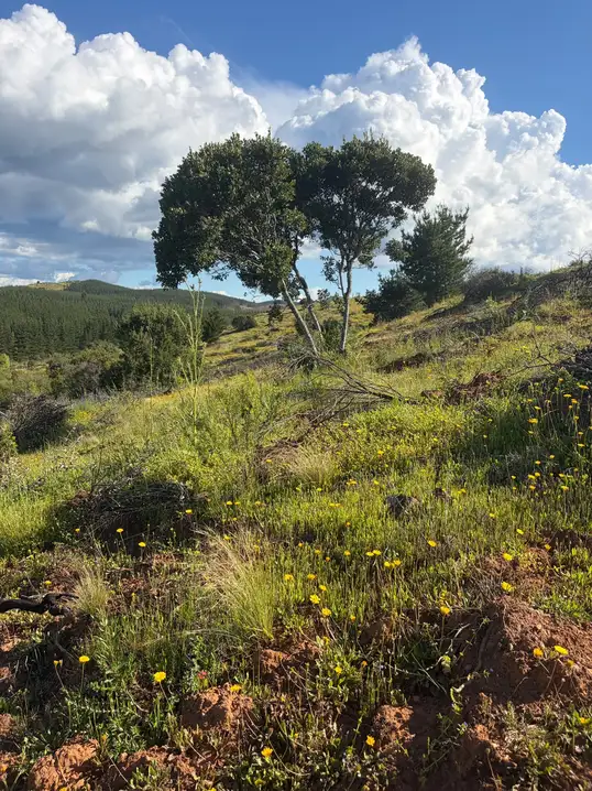 Altos de Coronelo (Cauquenes)