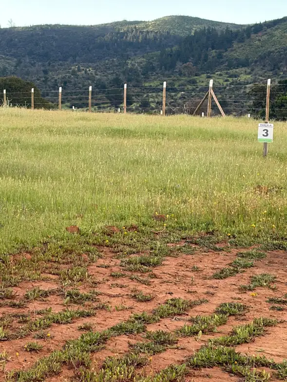 Altos de Coronelo (Cauquenes) — foto 21