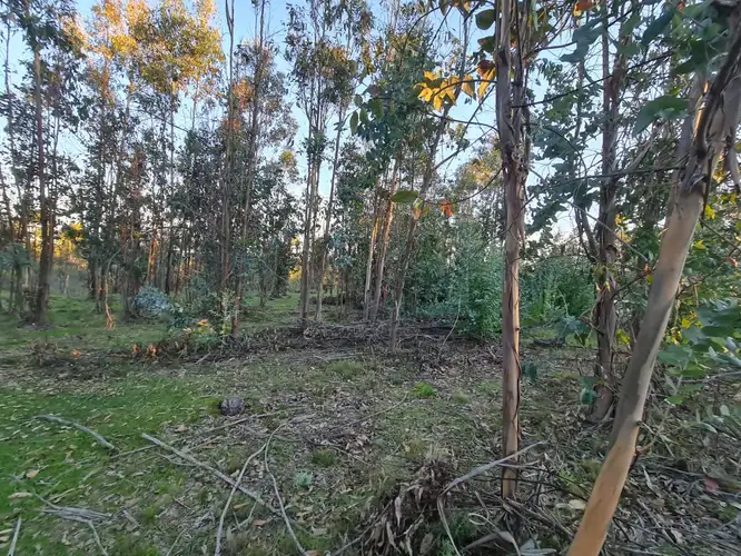 Praderas de Villarrica — foto 4
