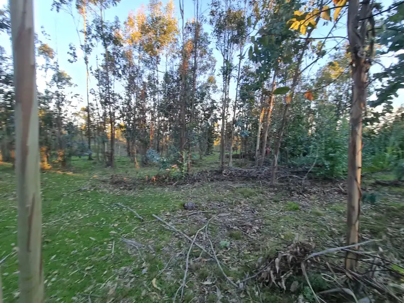 Praderas de Villarrica — foto 5